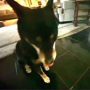 Meet your Posher, Niko